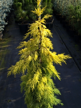 Jałowiec pośredni (Juniperus media)  Golden Saucer - wyprostowany formowany